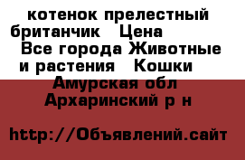 котенок прелестный британчик › Цена ­ 12 000 - Все города Животные и растения » Кошки   . Амурская обл.,Архаринский р-н